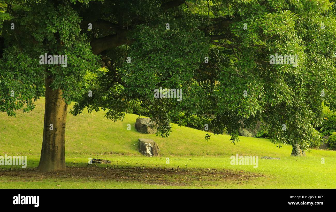Ein grüner Baum in einem Park mit Gras und Steinen Stockfoto