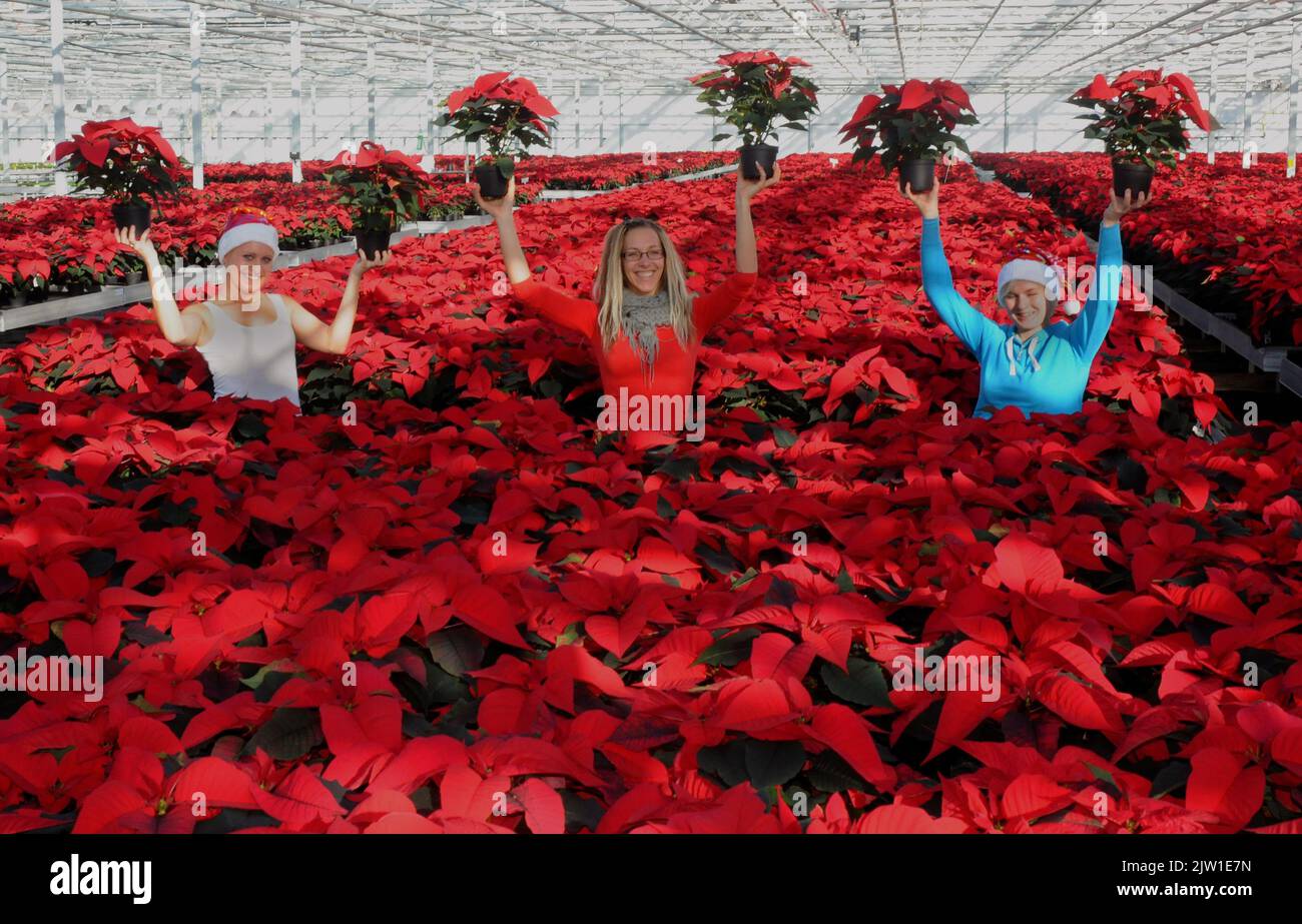 WEIHNACHTEN STEHT VOR DER TÜR. DIE MITARBEITER VON ROUNDSTONE NURSERIES , WEST SUSSEX, BEREITEN SICH MIT ALLER SANFTE DARAUF VOR, RECHTZEITIG ZU WEIHNACHTEN 220.000 POINSETIAS (WEIHNACHTSROSEN) AN EINZELHÄNDLER IN GANZ GROSSBRITANNIEN ZU SCHICKEN. L. BIS. R CLAUDIA GLOWINKOWSKA, IZABELLA ZLOTNIK UND JOANNA WALCZAK PIC MIKE WALKER, MIKE WALKER BILDER,2012 Stockfoto