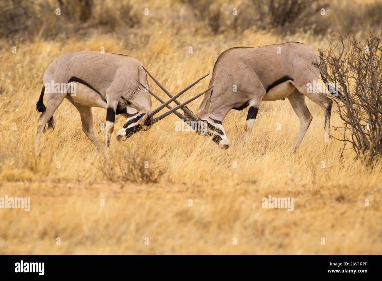 Ostafrika, oder Beisa, Oryx (Oryx beisa) kämpfen Stockfoto