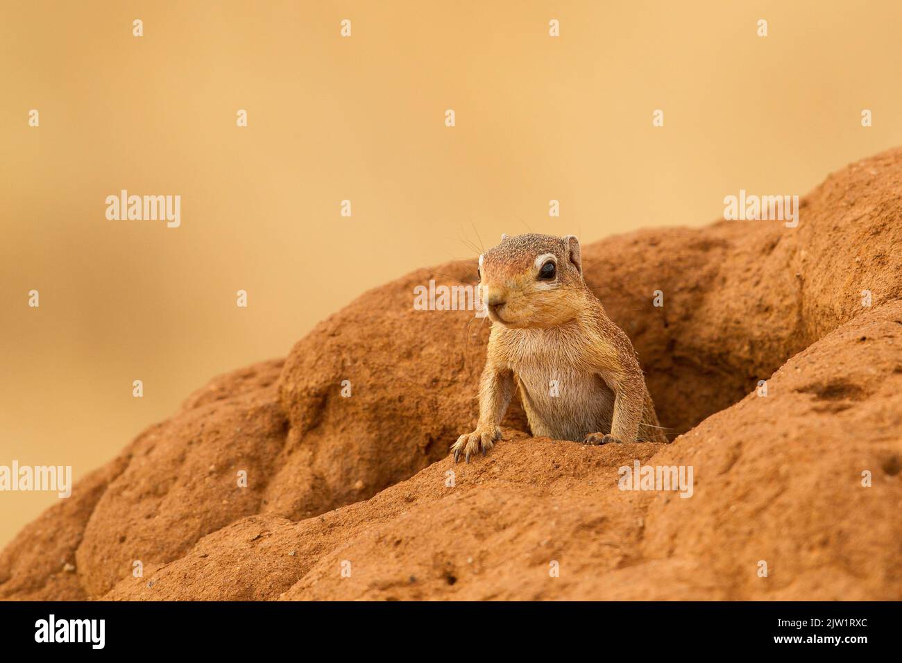 Ungestreiftes Erdhörnchen (Xerus rutilus) Stockfoto