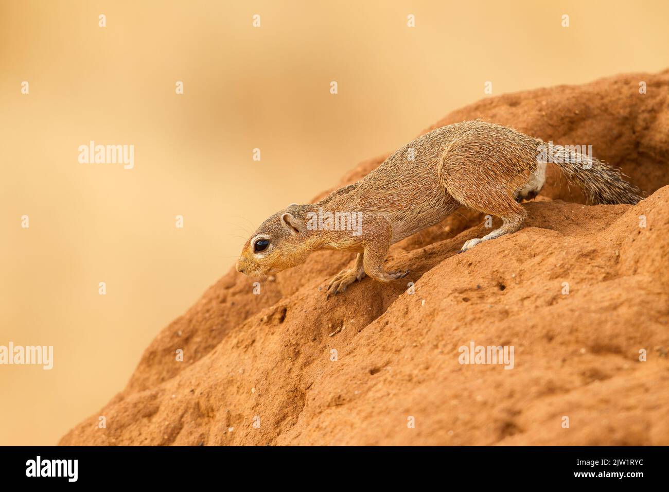 Ungestreiftes Erdhörnchen (Xerus rutilus) Stockfoto