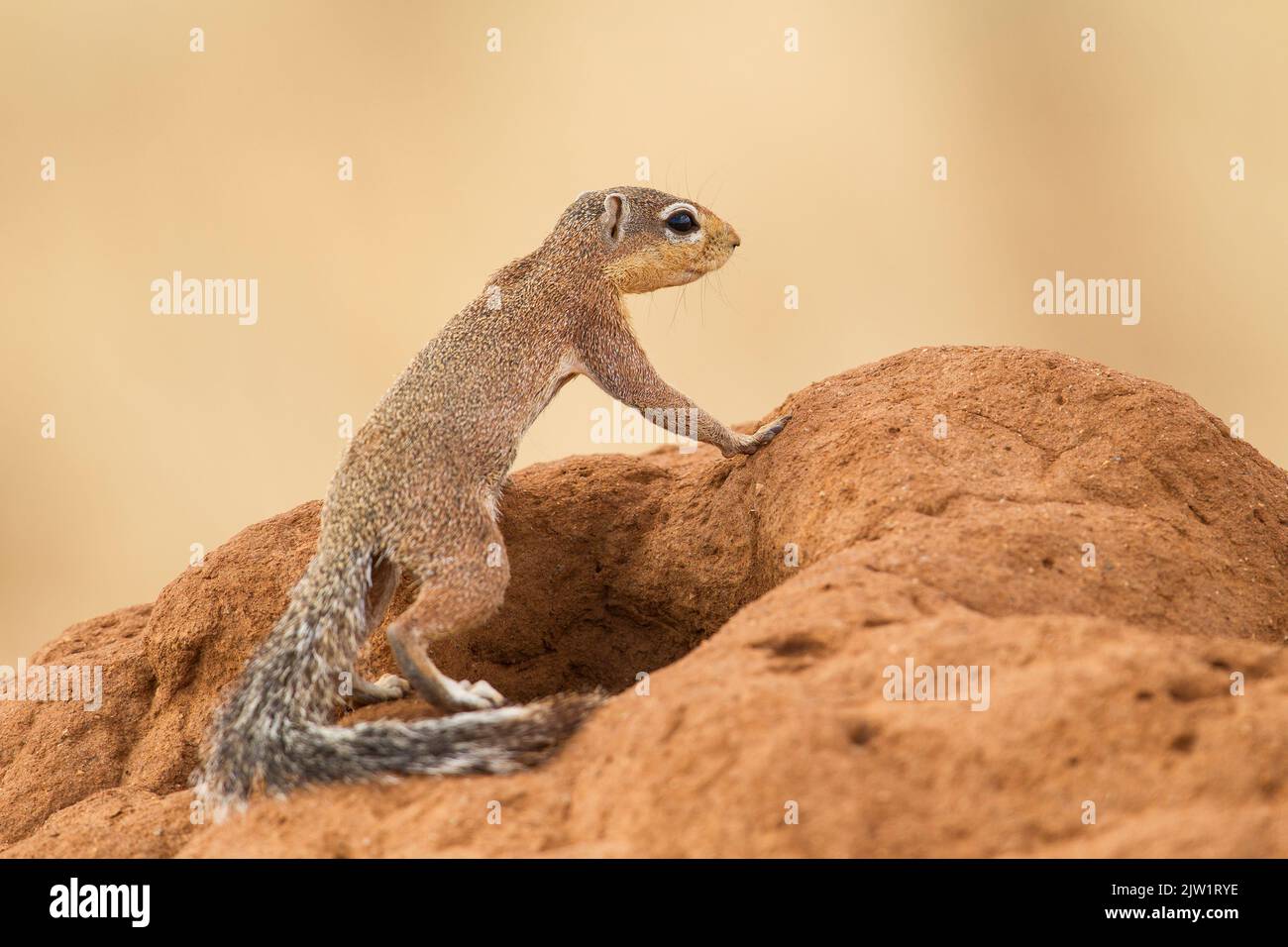 Ungestreiftes Erdhörnchen (Xerus rutilus) Stockfoto