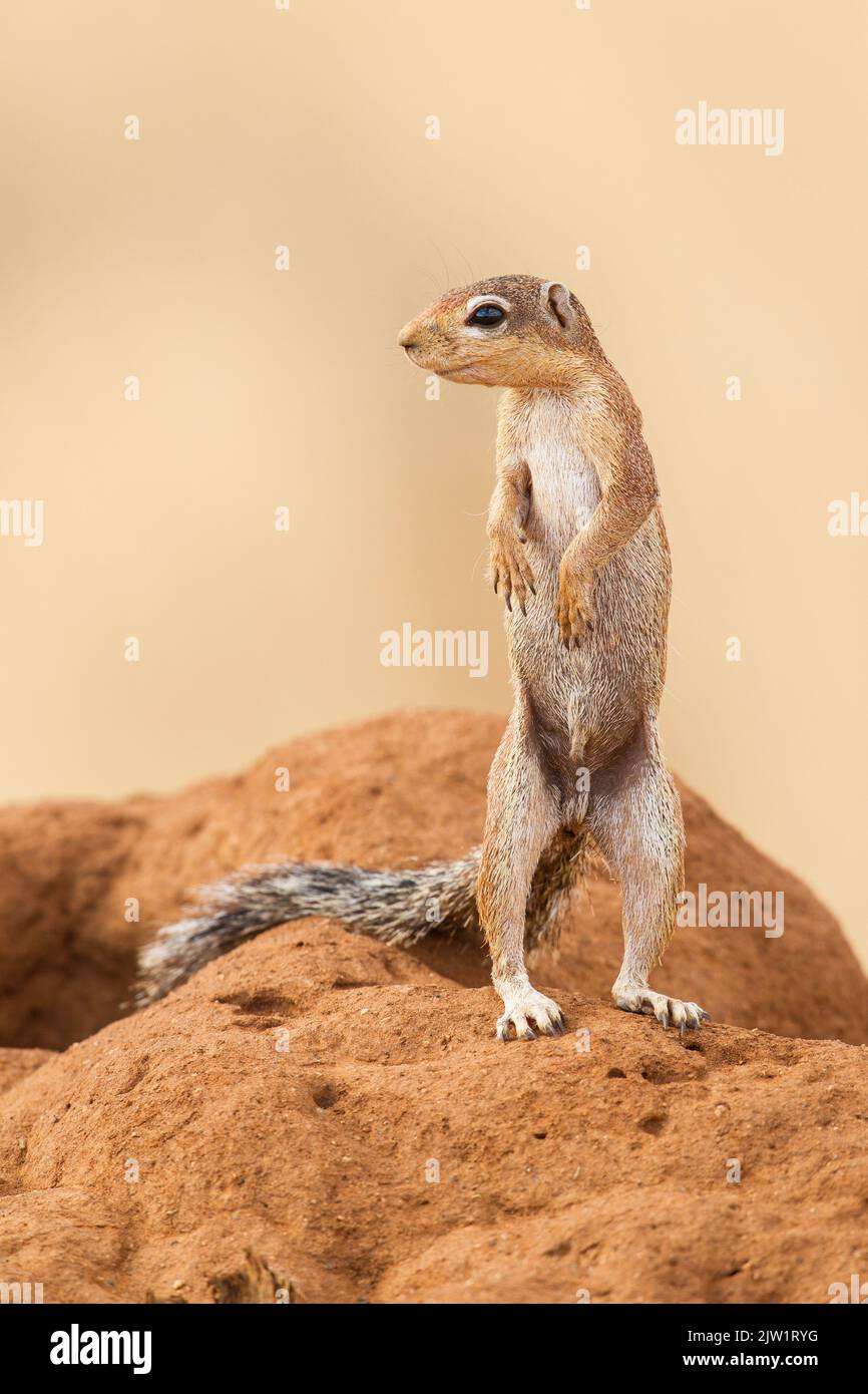 Ungestreiftes Erdhörnchen (Xerus rutilus) Stockfoto