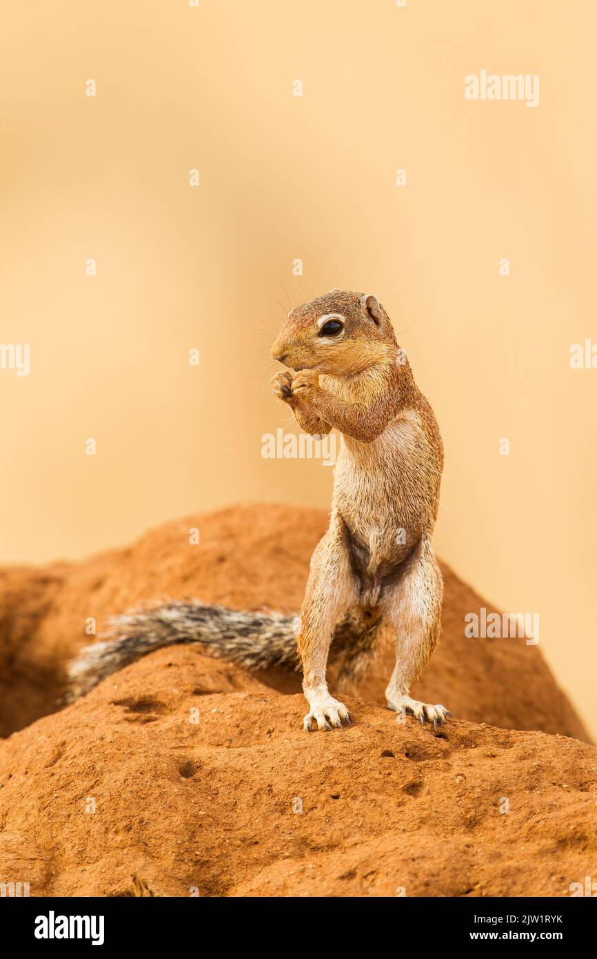 Ungestreiftes Erdhörnchen (Xerus rutilus) Stockfoto