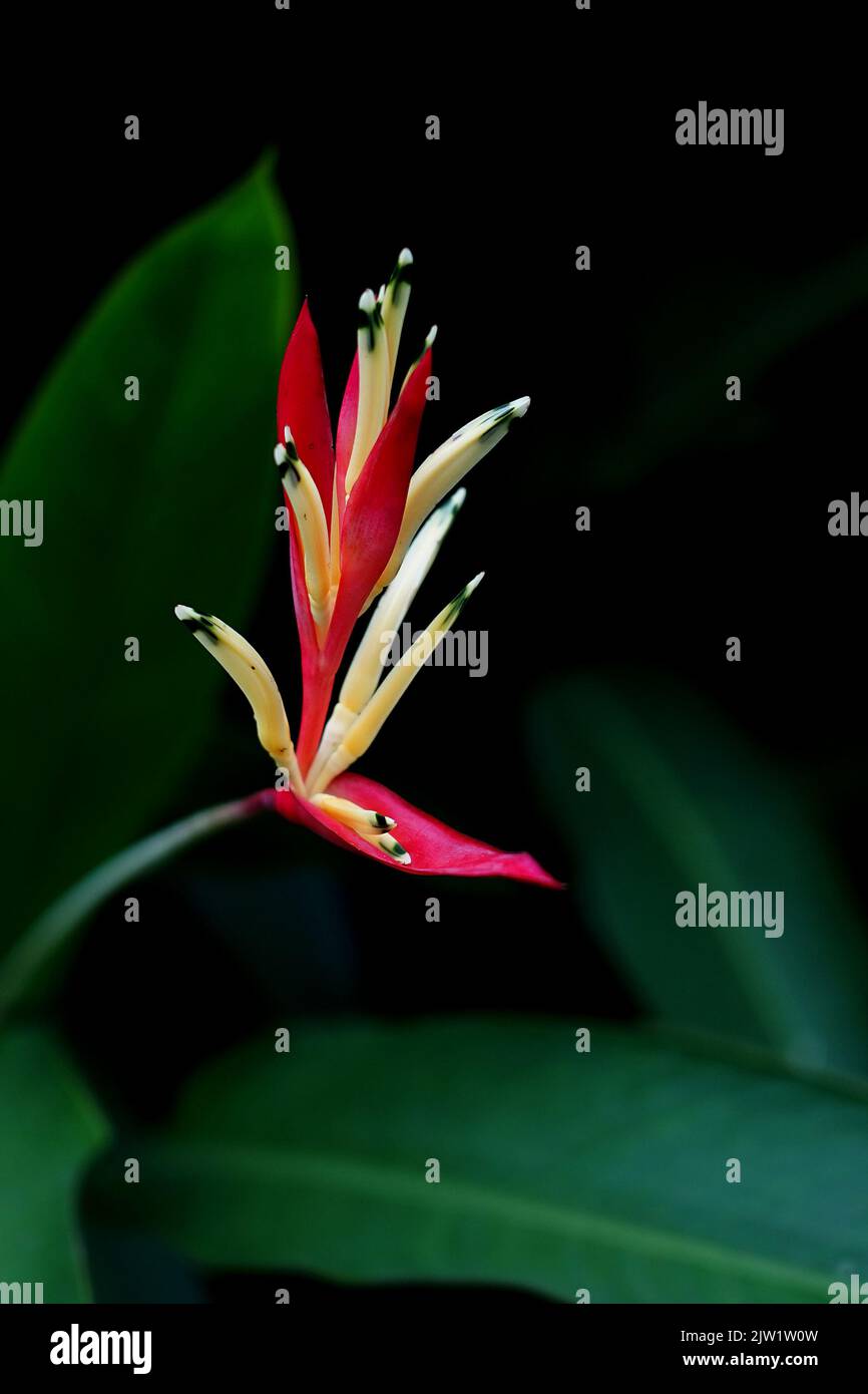 Tropische Schönheit Blumen Heliconia Sp Stockfoto