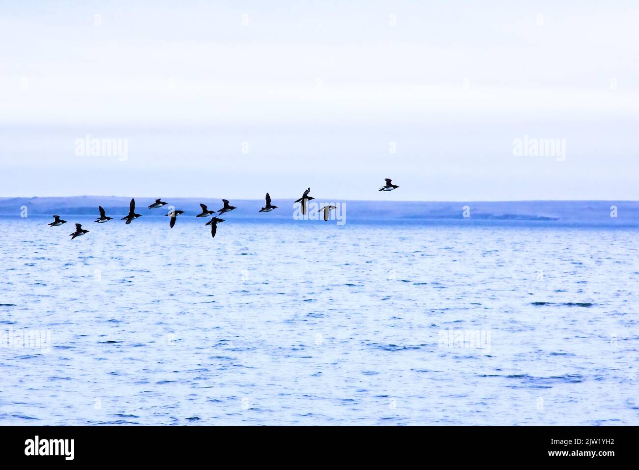 Scharen von Seevögeln (Guillemots) fliegen vor dem Hintergrund des Nowaja Semlja-Archipels über die Barentssee. Vögel fliegen zur Vogelkolonie (Nisterei) Stockfoto