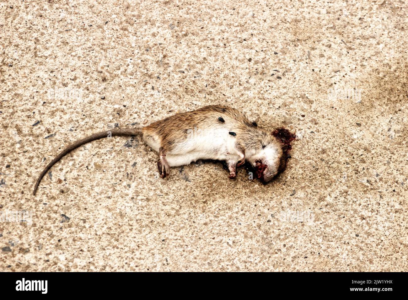 Tote Ratte auf dem Boden. Zerquetschtes Nagetier auf dem Boden Stockfoto