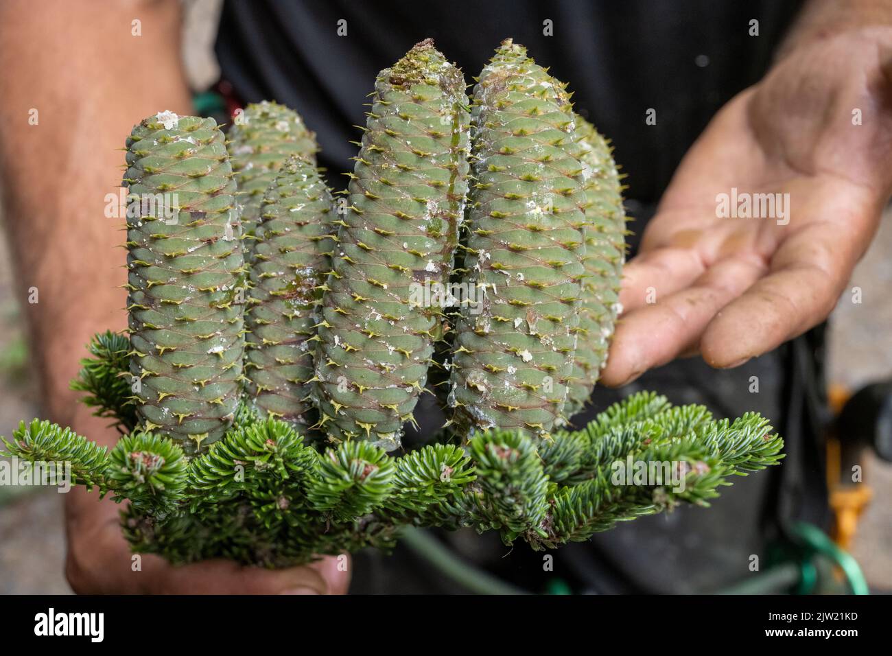 Panstorf, Deutschland. 31. August 2022. Vincent Ullrich, Industriekletterer und Kegelpflücker, inspiziert Zapfen, die von einer Silbertanne geerntet wurden. Im Nordosten verlassen sich Experten auf Weißtannen - und haben zum ersten Mal die stärksten geerntet. Etwa eine halbe Tonne Tannenzapfen kamen zusammen. Diese werden im Forstsammelzentrum Jatznick (Vorpommern-Greifswald) behandelt und gelagert. Quelle: Stefan Sauer/dpa/Alamy Live News Stockfoto