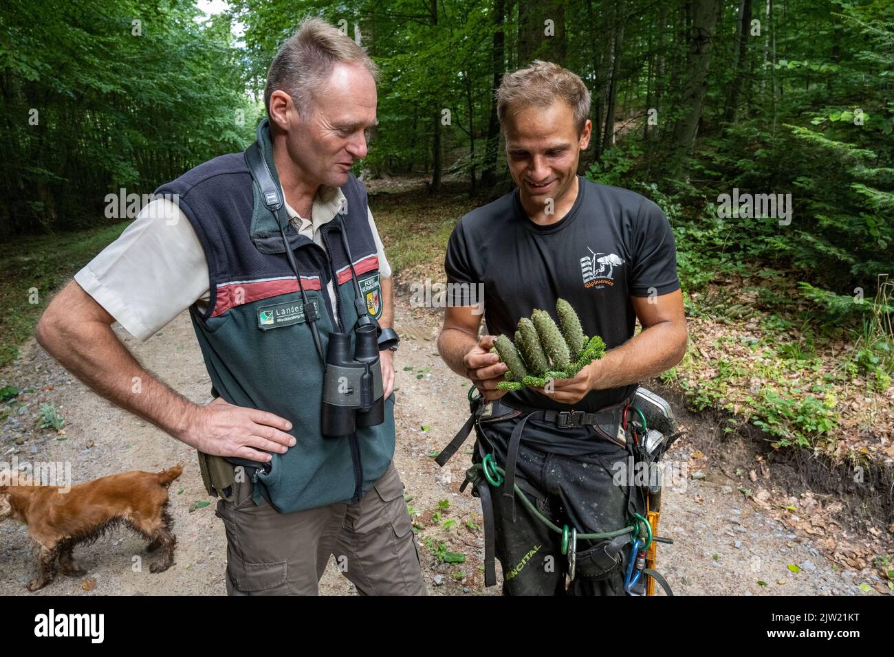 Panstorf, Deutschland. 31. August 2022. Ralf Hecker (l.), Leiter des Forstamtes Stavenhagen, und Vincent Ullrich, Industriebergsteiger und Kegelpflücker, untersuchen die von einer Silbertanne geernteten Zapfen. Im Nordosten setzen Experten auf Silbertannen - und haben erstmals die stärksten geerntet. Etwa eine halbe Tonne Tannenzapfen kamen zusammen. Diese werden im Forstsammelzentrum Jatznick (Vorpommern-Greifswald) behandelt und gelagert. Quelle: Stefan Sauer/dpa/Alamy Live News Stockfoto
