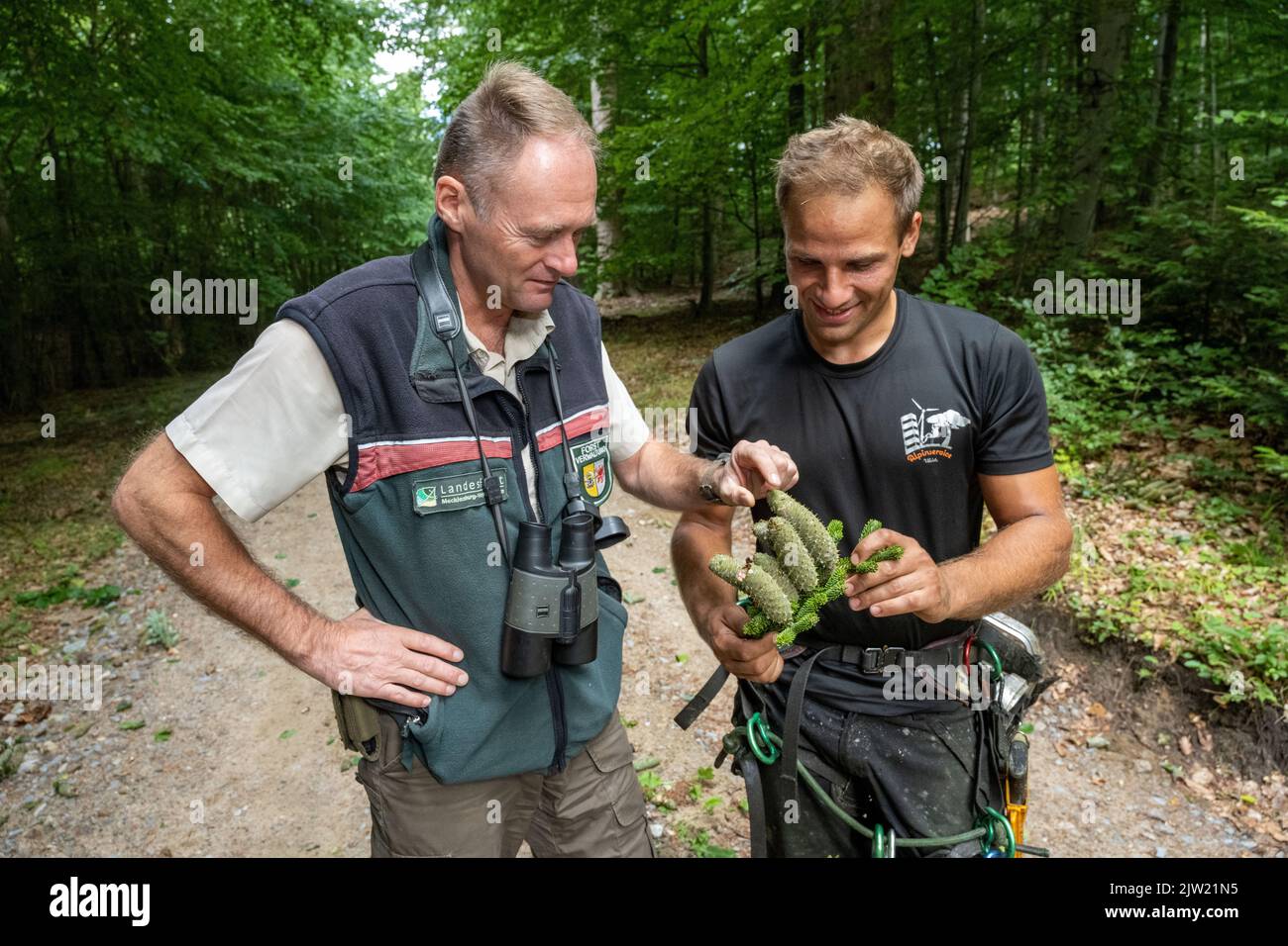 Panstorf, Deutschland. 31. August 2022. Ralf Hecker (l-r), Leiter des Forstamtes Stavenhagen, und Vincent Ullrich, Industriebergsteiger und Kegelpflücker, untersuchen die von einer Silbertanne geernteten Zapfen. Im Nordosten setzen Experten auf Silbertannen – und ernteten erstmals die stärksten. Etwa eine halbe Tonne Tannenzapfen kamen zusammen. Diese werden im Forstsammelzentrum Jatznick (Vorpommern-Greifswald) behandelt und gelagert. Quelle: Stefan Sauer/dpa/Alamy Live News Stockfoto