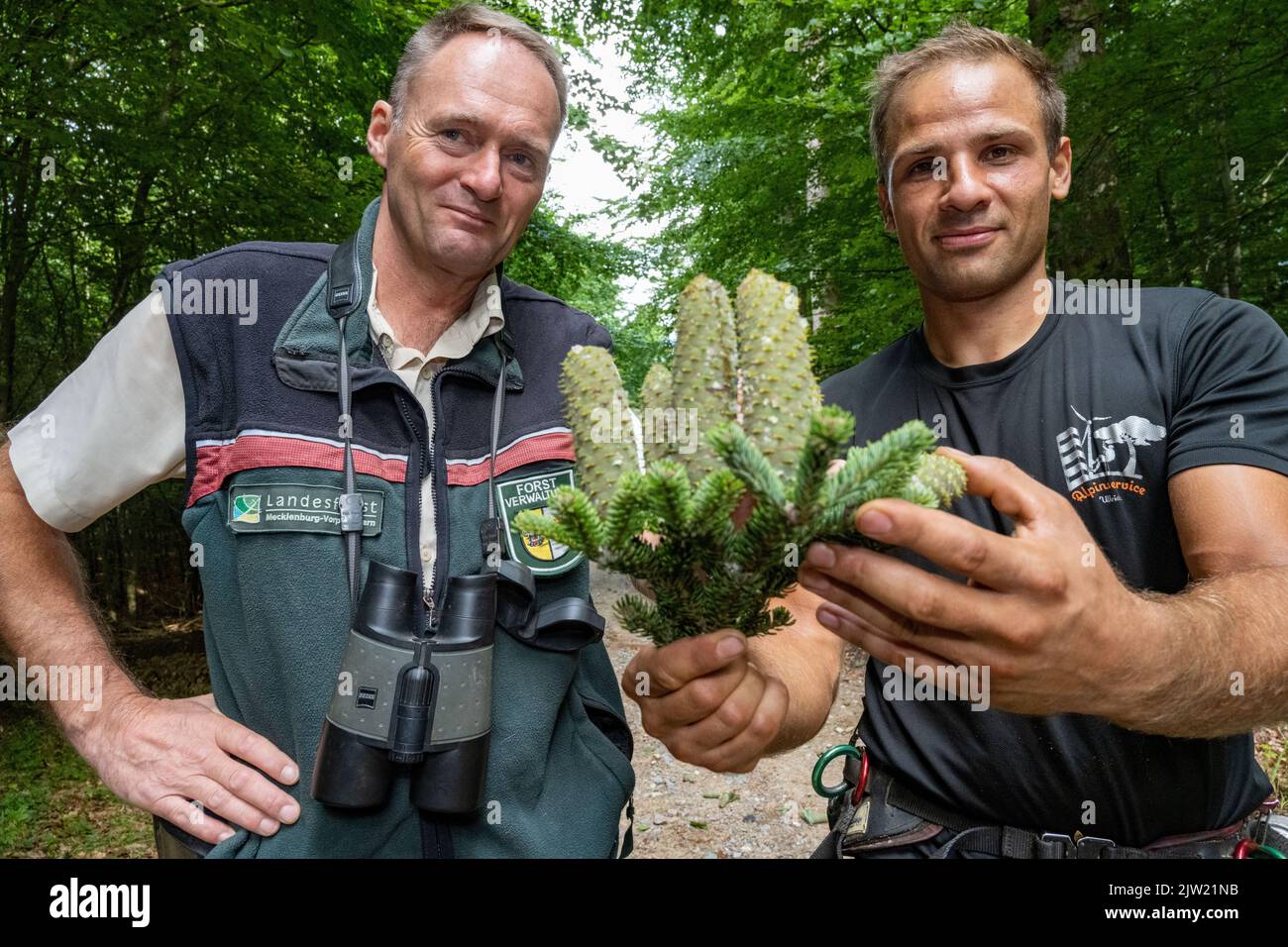 Panstorf, Deutschland. 31. August 2022. Ralf Hecker (l.), Leiter des Forstamtes Stavenhagen, und Vincent Ullrich, Industriebergsteiger und Kegelpflücker, untersuchen die von einer Silbertanne geernteten Zapfen. Im Nordosten setzen Experten auf Silbertannen – und ernteten erstmals die stärksten. Etwa eine halbe Tonne Tannenzapfen kamen zusammen. Diese werden im Forstsammelzentrum Jatznick (Vorpommern-Greifswald) behandelt und gelagert. Quelle: Stefan Sauer/dpa/Alamy Live News Stockfoto