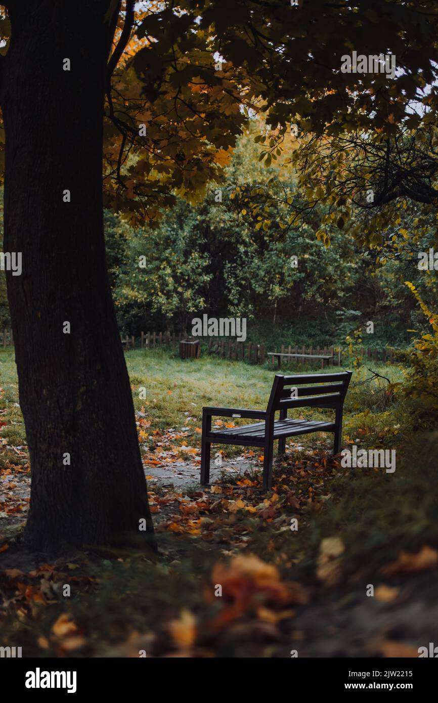 Bank unter dem großen Ahornbaum im Park in der Herbstsaison ohne Menschen Stockfoto