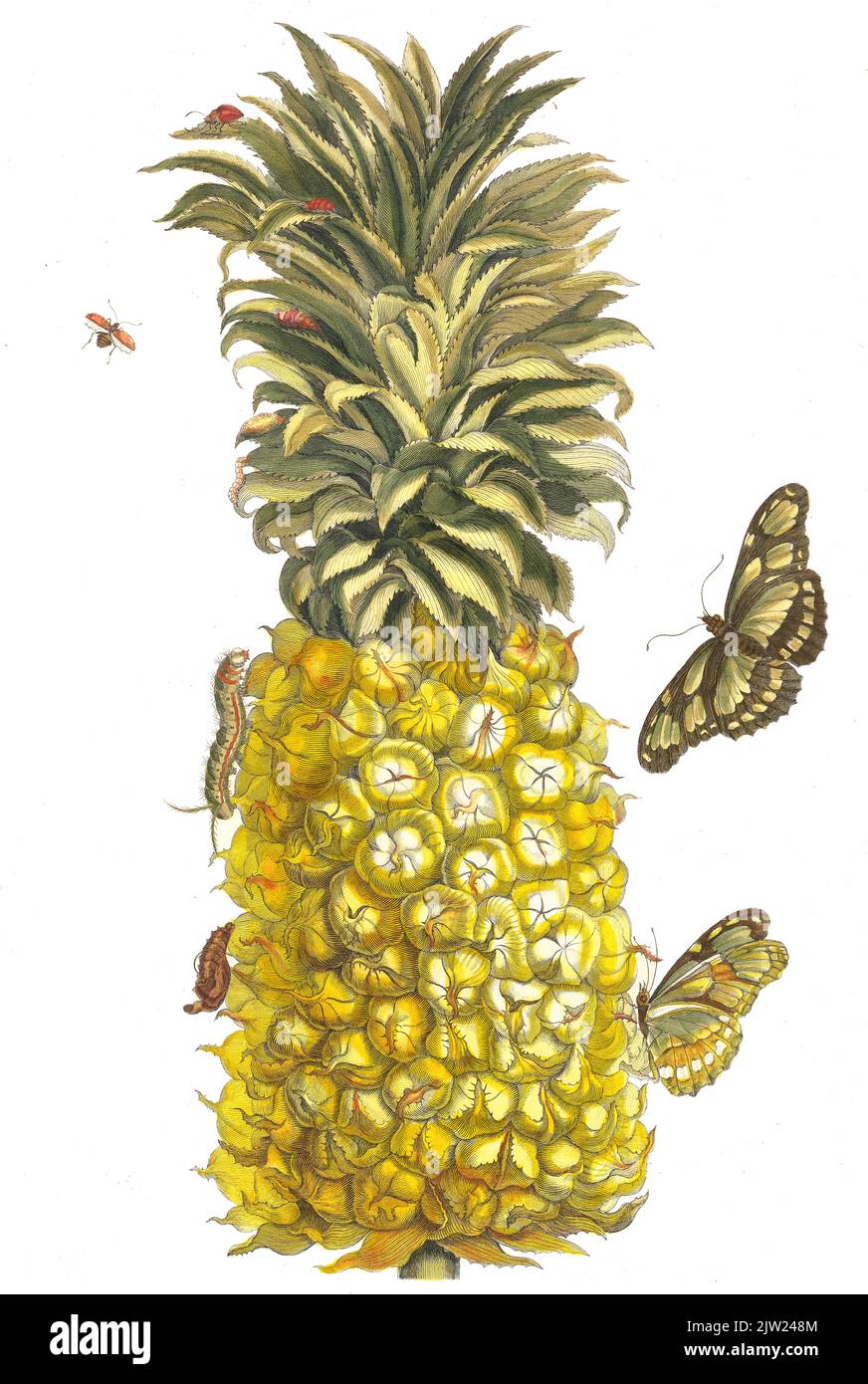 Maria Sibylla Merian - Ananas - 1705 - Ananas mur Stockfoto
