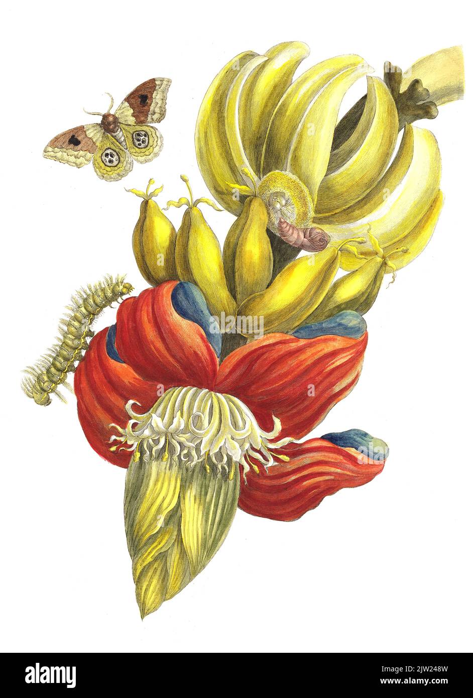 Maria Sibylla Merian - Banana - 1705 Stockfoto