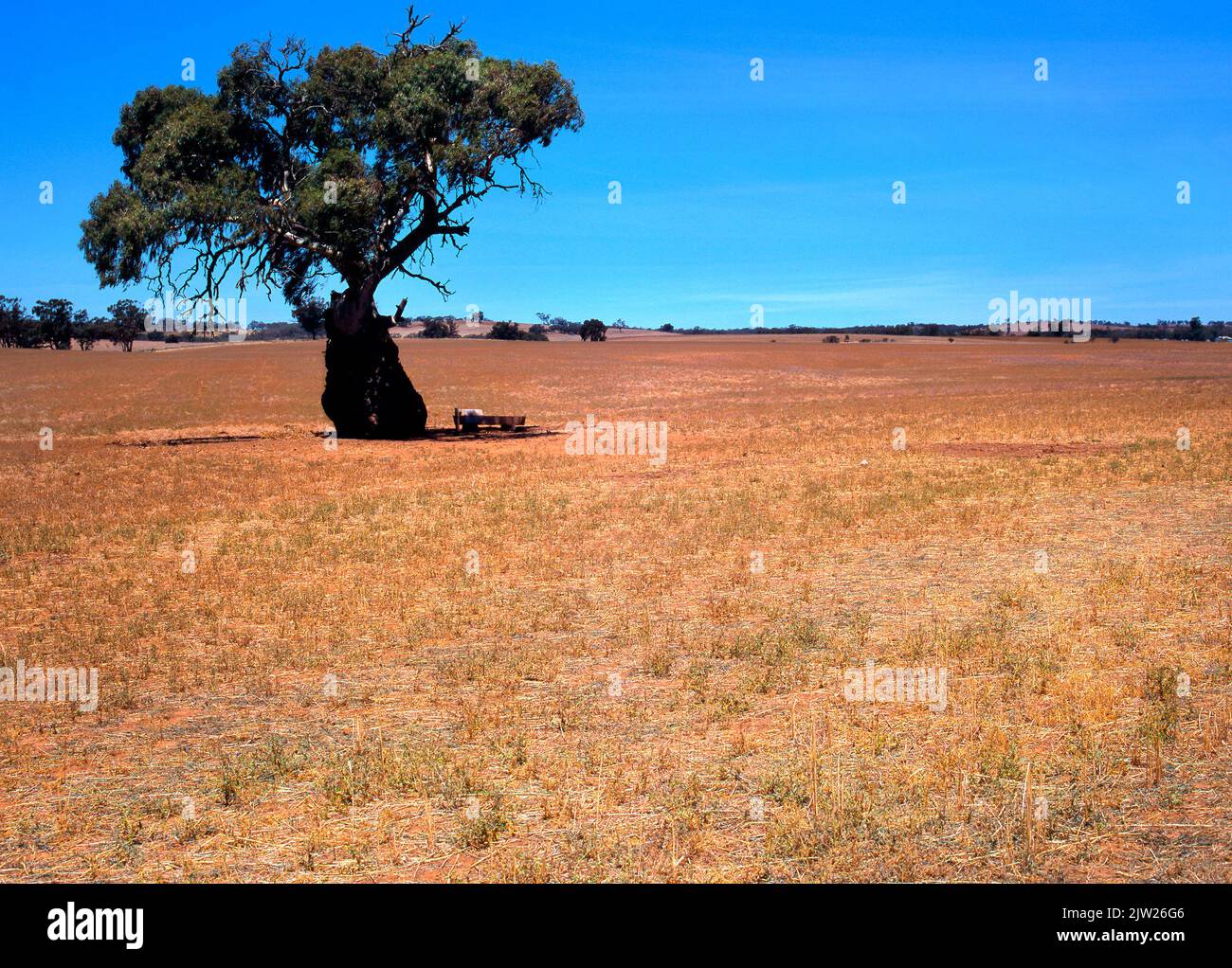 Australischer Eukalyptus-Baum auf Farmland, Südaustralien Stockfoto