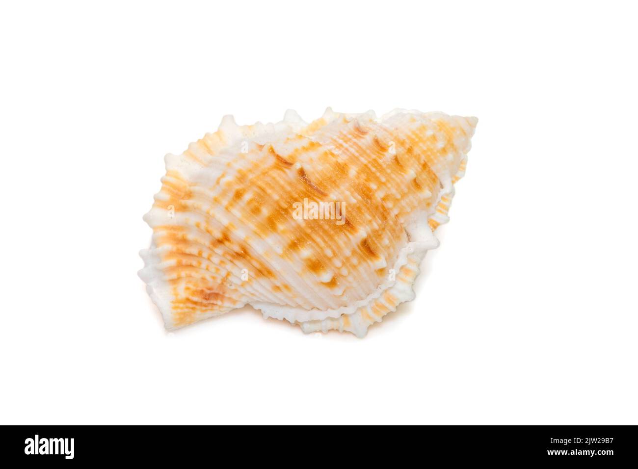 Bild der Bufonaria die rana-Muschel ist eine Art der Meeresschnecke, einer Meeresschnecke aus der Familie Bursidae, die auf weißem Rücken isoliert ist Stockfoto