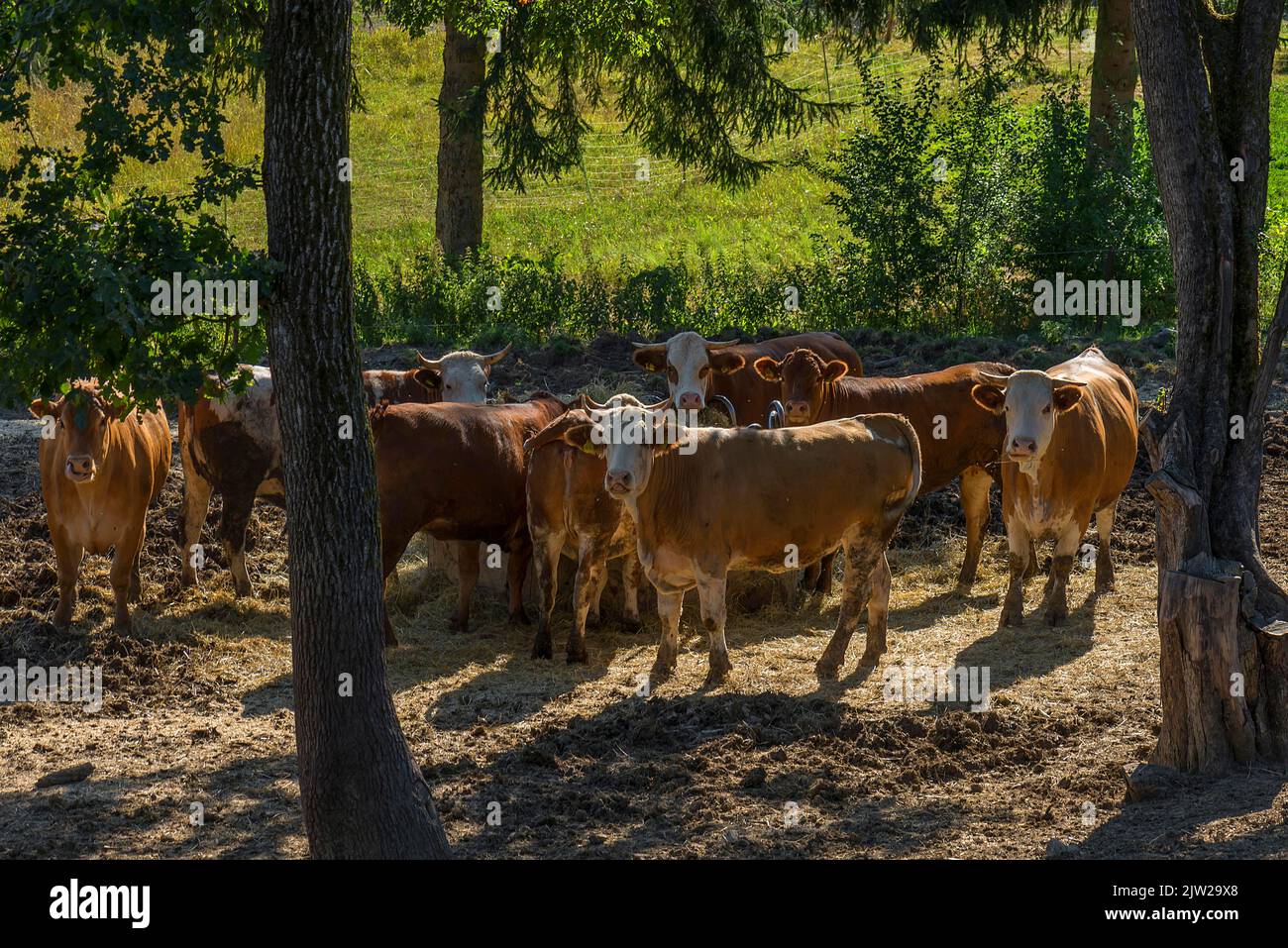 Buntscheck-Rinder im Schatten der Bäume im Freien, Bayern, Deutschland Stockfoto