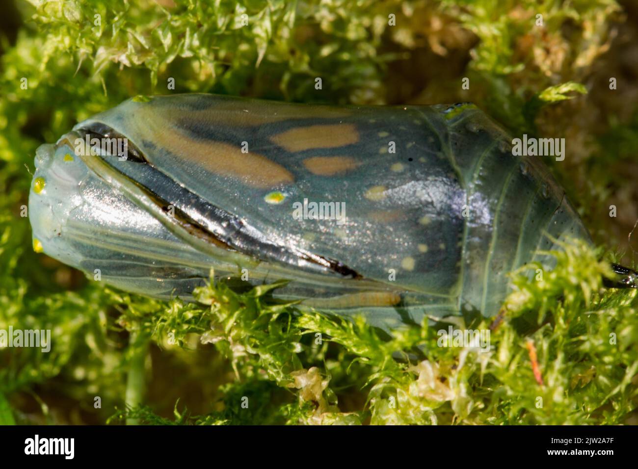 Monarch Schmetterling Puppe liegt auf grünem Moos Stockfoto