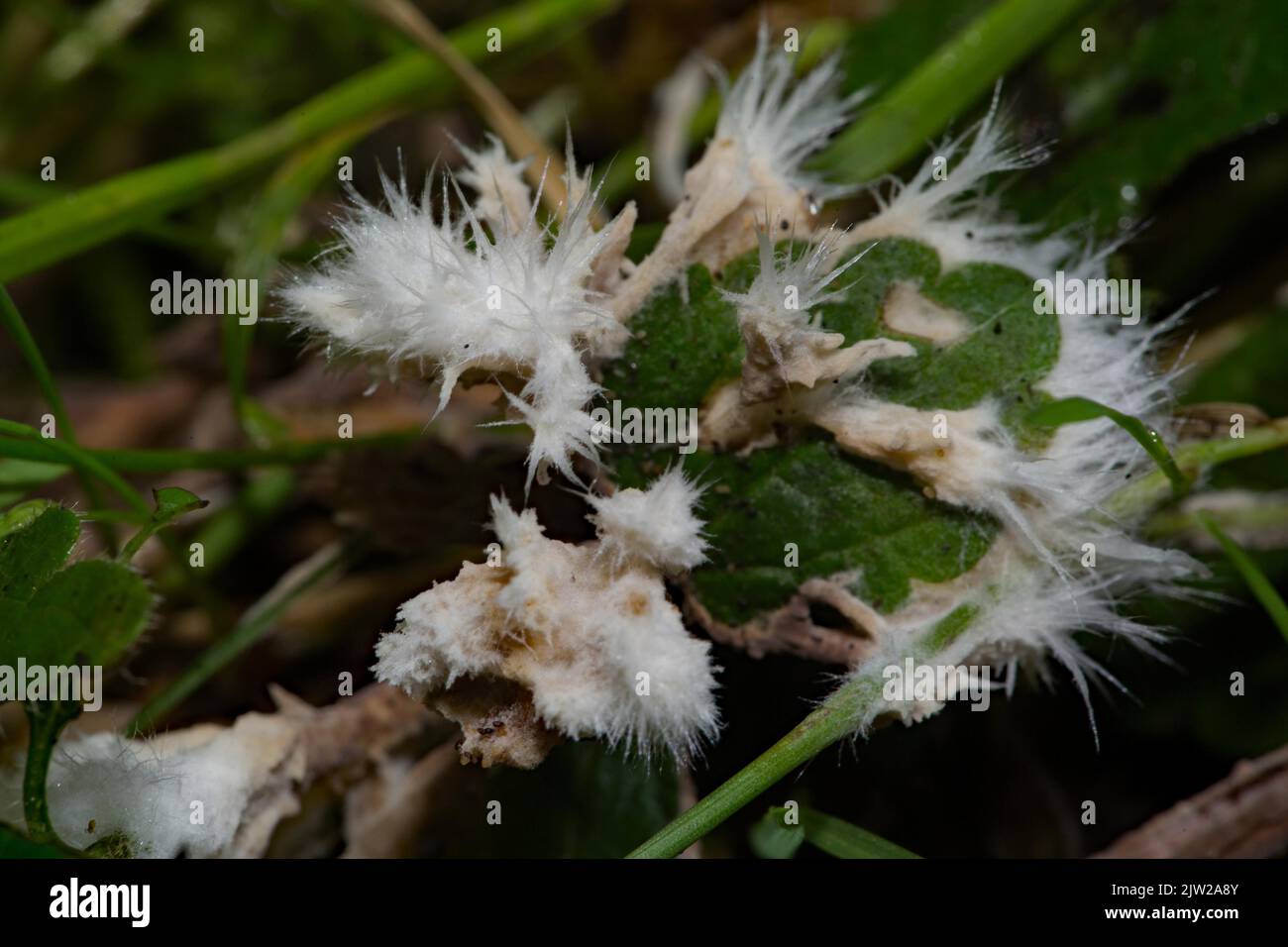 Weißer Warzenpilz Fruchtkörper mehrere weiße spitze Äste auf grünem Blatt Stockfoto