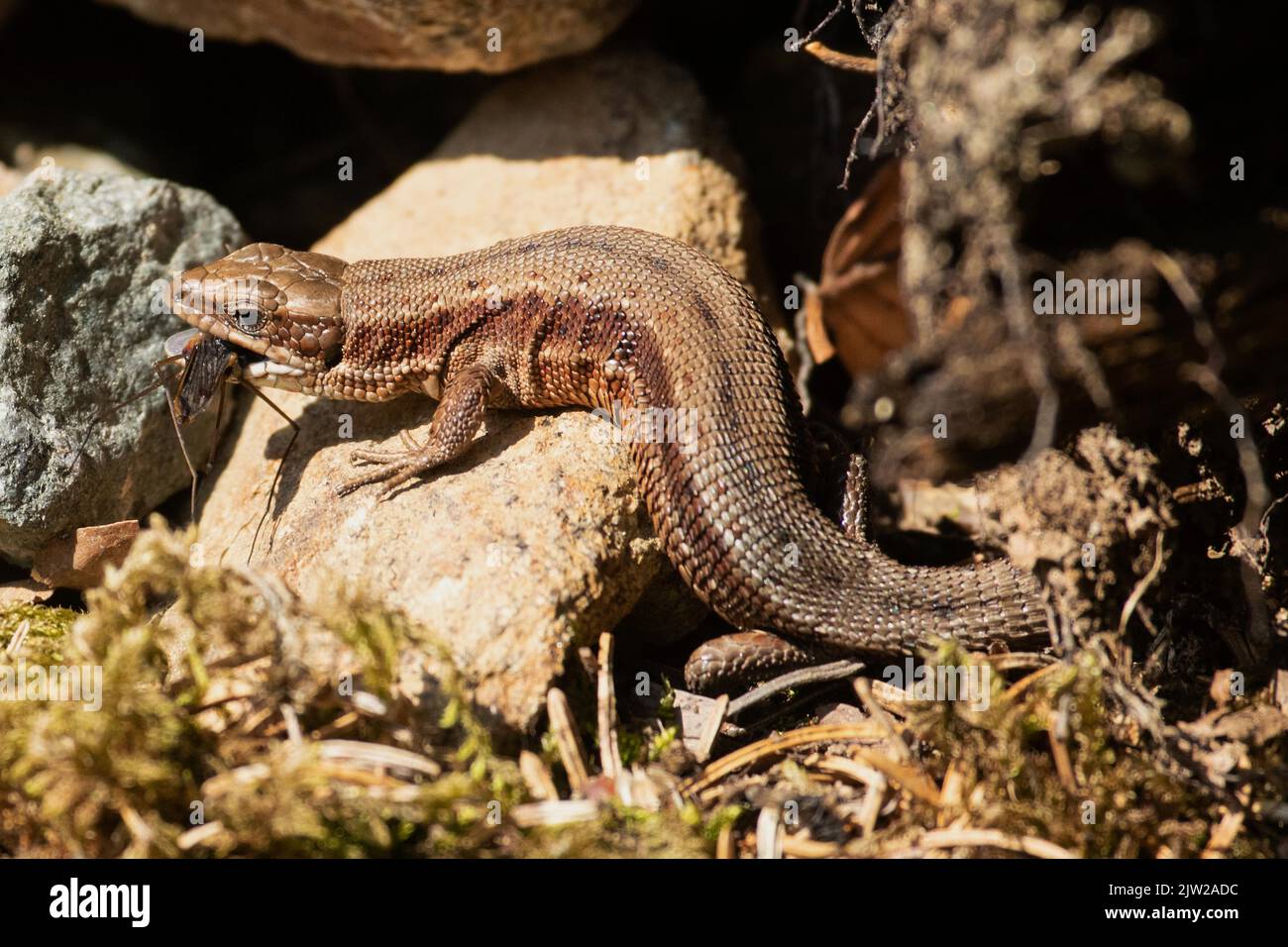 Holzeidechse mit Futter im Mund, auf Stein sitzend und links blickend Stockfoto