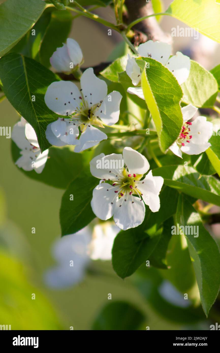 Birne blüht auf einem Zweig aus der Nähe. Stockfoto