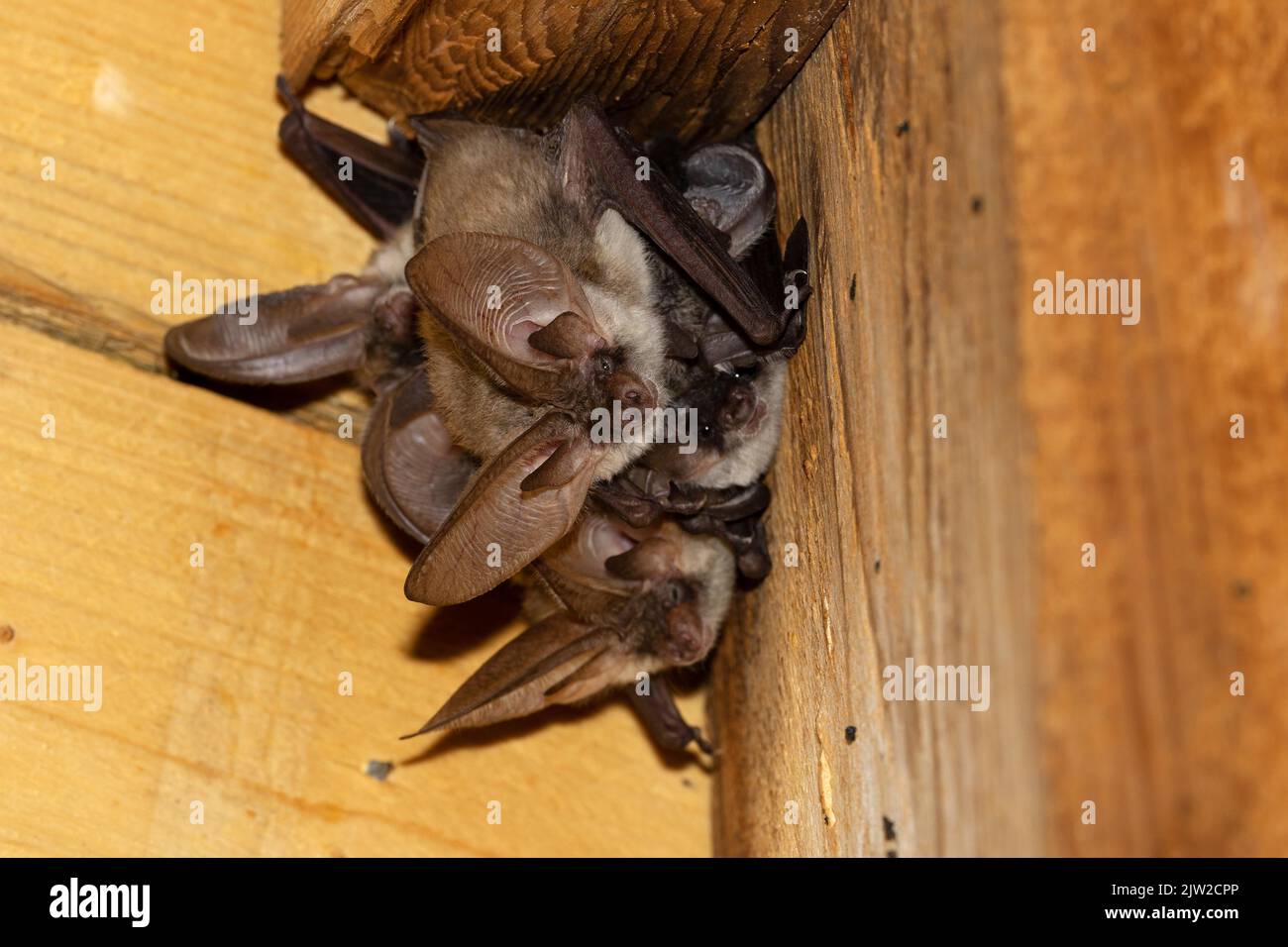 Grauer Langohrfledermaus (Plecotus austriacus), wöchentliches Raufuhr, Thüringen, Deutschland Stockfoto