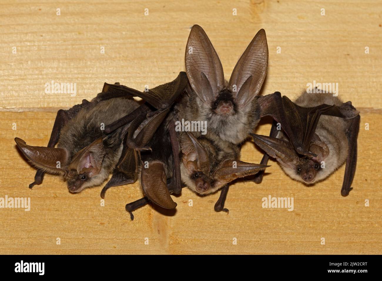 Grauer Langohrfledermaus (Plecotus austriacus), wöchentliches Raufuhr, Thüringen, Deutschland Stockfoto