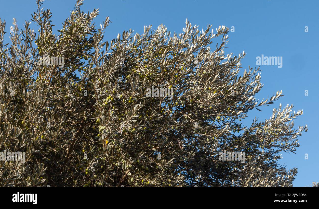 Olivenbaumbäste und grüne Oliven mit blauem Himmel. Oliven wachsen. Stockfoto