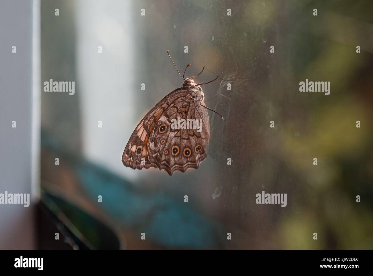 Selektiver Fokus auf den braunen Schmetterling auf dem Glas. Stockfoto