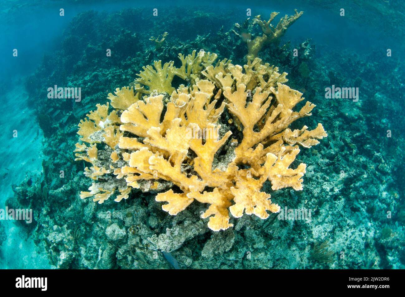 Korallen (Acropora palmata), Gärten des Queen-Nationalparks, Kuba, Mittelamerika. NENNT Konvention Stockfoto