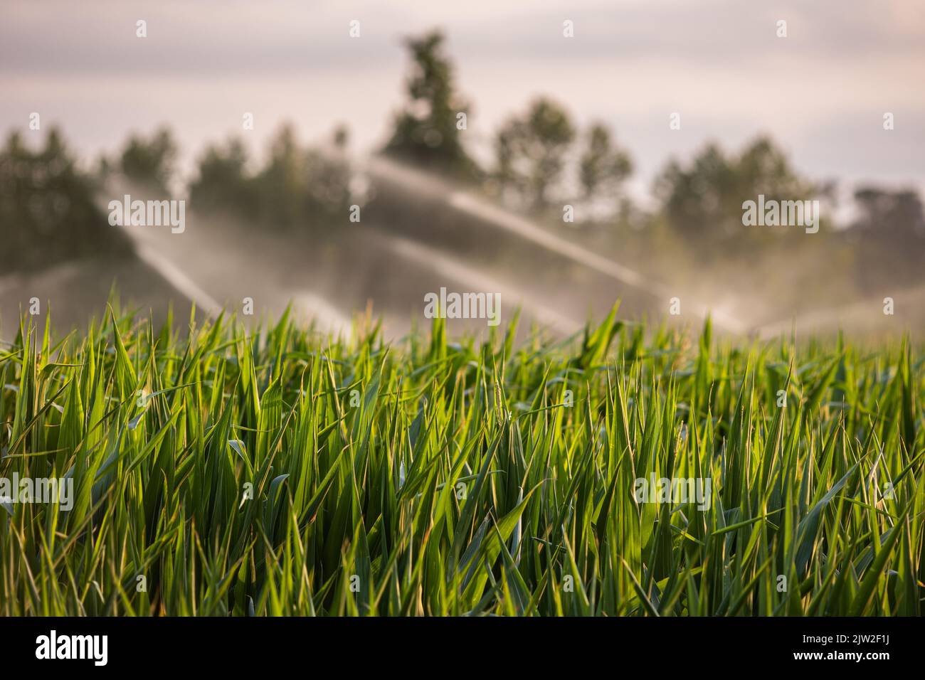 Automatische Sprinkler sprühen sauberes Wasser über das Getreidegras-Agrarfeld auf dem Land Stockfoto
