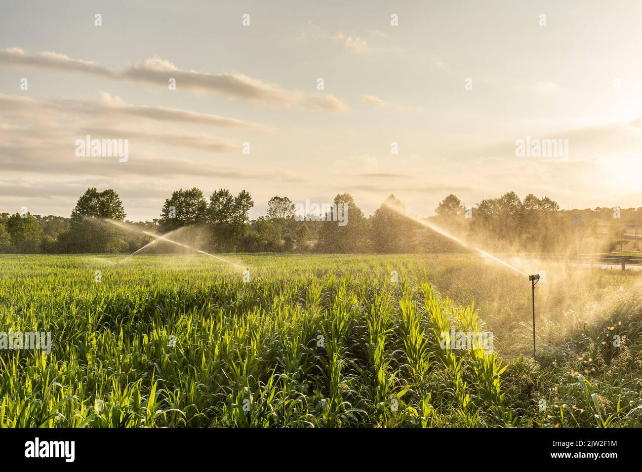 Automatische Sprinkler sprühen sauberes Wasser über das Getreidegras-Agrarfeld auf dem Land Stockfoto