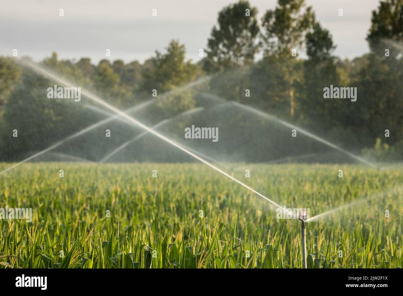 Automatische Sprinkler sprühen sauberes Wasser über das Getreidegras-Agrarfeld auf dem Land Stockfoto