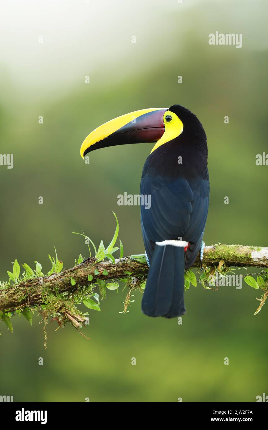 Gelbkehliger Toucan in der Costa Rica Natur. Chesnut-mandibled Toucan sitzt auf dem Ast im tropischen Regenwald. Vogel im natürlichen Lebensraum Stockfoto Gelbkehliger Toucan in der Costa Rica Natur. Chesnut-mandibled Toucan sitzt auf dem Ast im tropischen Regenwald. Vogel im natürlichen Lebensraum Stockfoto
