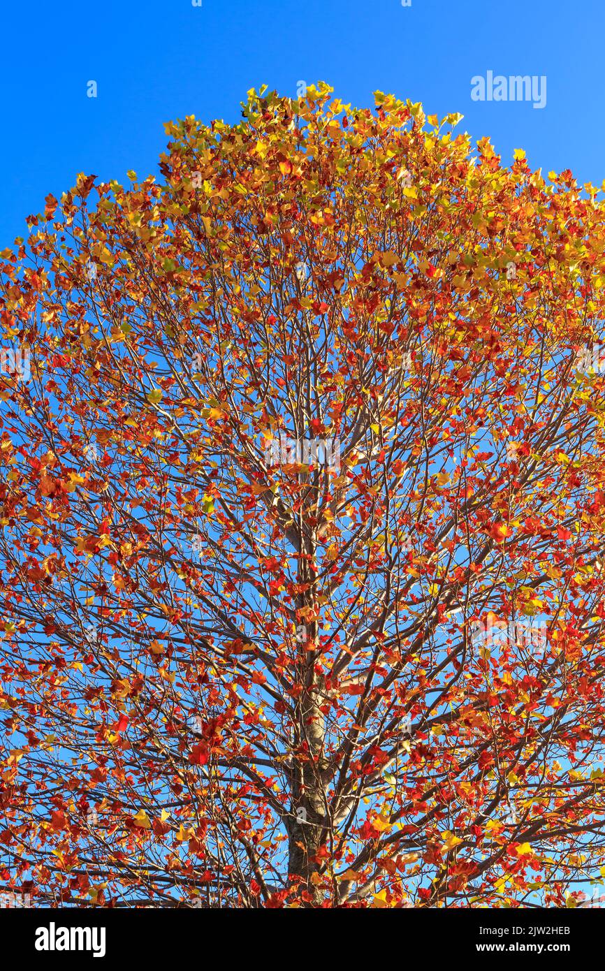 Die schönen Herbstblätter eines Platanenbaums vor einem strahlend blauen Himmel Stockfoto