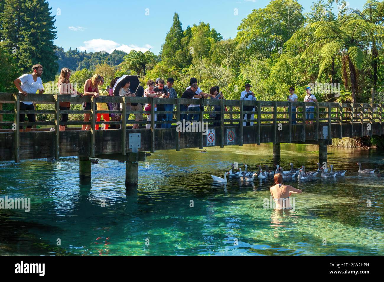 Eine Frau badet in einem Fluss an den malerischen Hamurana Springs in der Nähe von Rotorua, Neuseeland, beobachtet von Touristen auf einer Brücke und einer Herde Gänse im Wasser Stockfoto