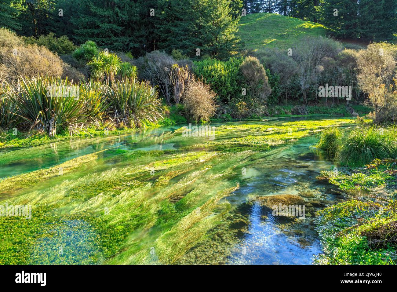 Wasserpflanzen wiegen sich im klaren Wasser der Blauen Quelle in Te Waihou, einer Touristenattraktion in der Nähe von Putaruru, Neuseeland Stockfoto