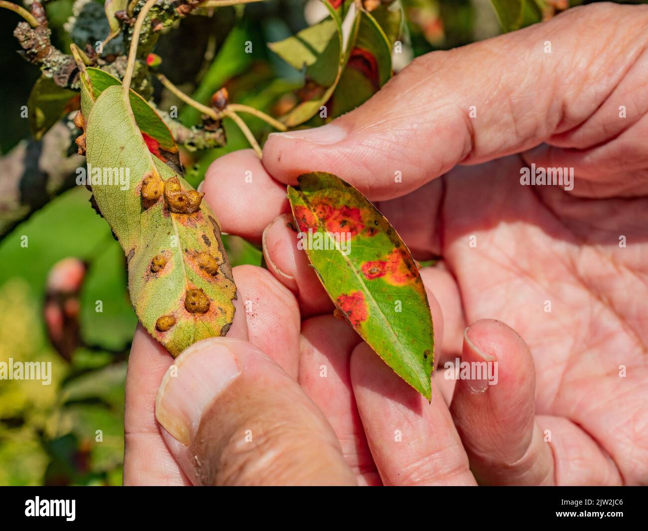 Pucciniales Rost auf Birnenblättern. Die rote-Punkte-Krankheit zerstörte den gesamten Garten Stockfoto