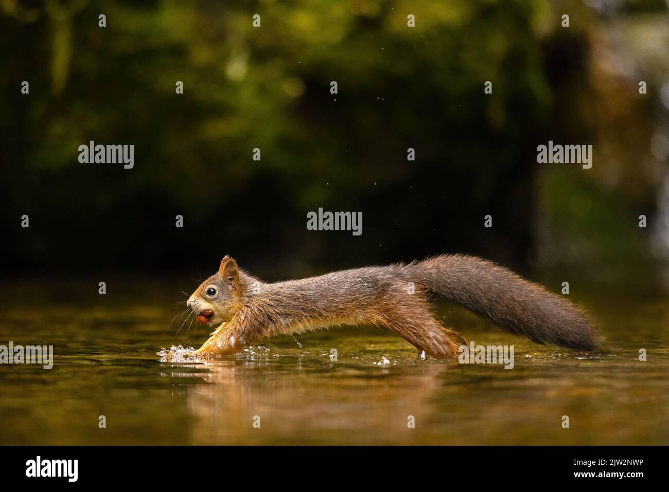 Wildes rotes Eichhörnchen springt im Wasser mit einer Nuss im Mund Stockfoto