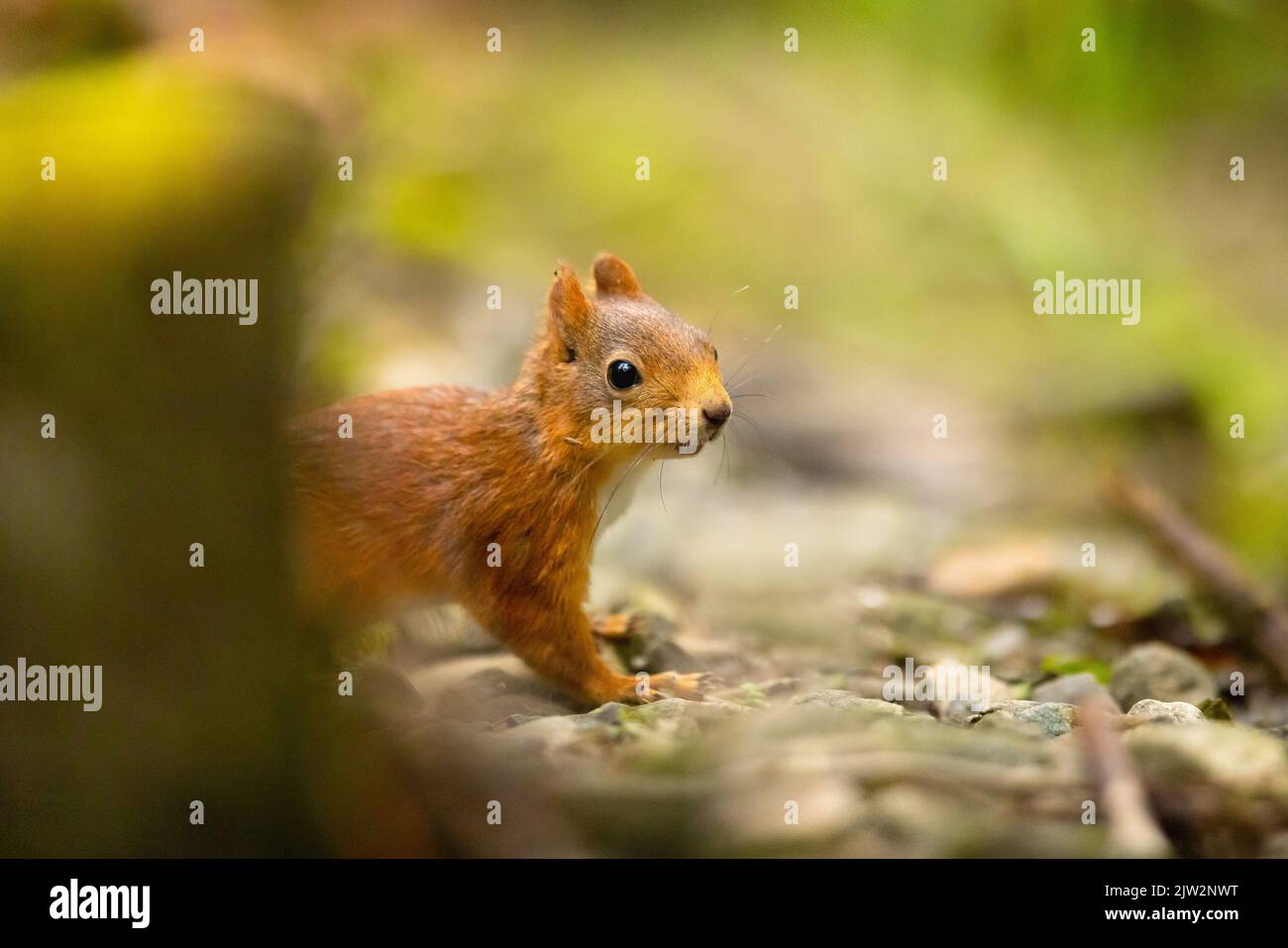 Neugieriges rotes Eichhörnchen, das am Waldboden steht Stockfoto
