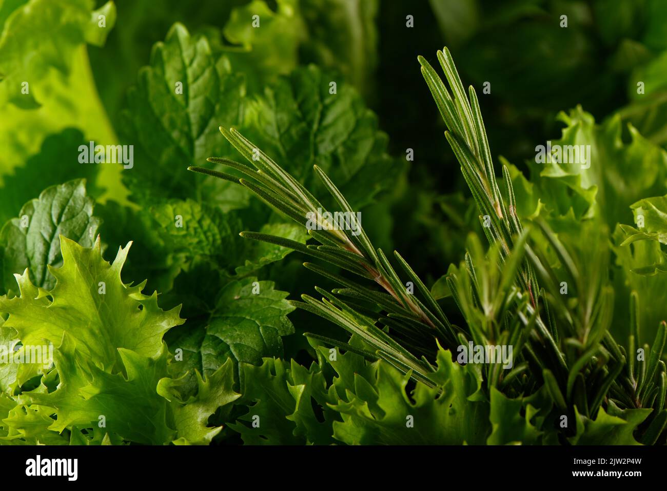 Grüner Nahaufnahme Hintergrund von Salatblättern, Basilikum, Rosmarin und Zitronenmelisse Stockfoto