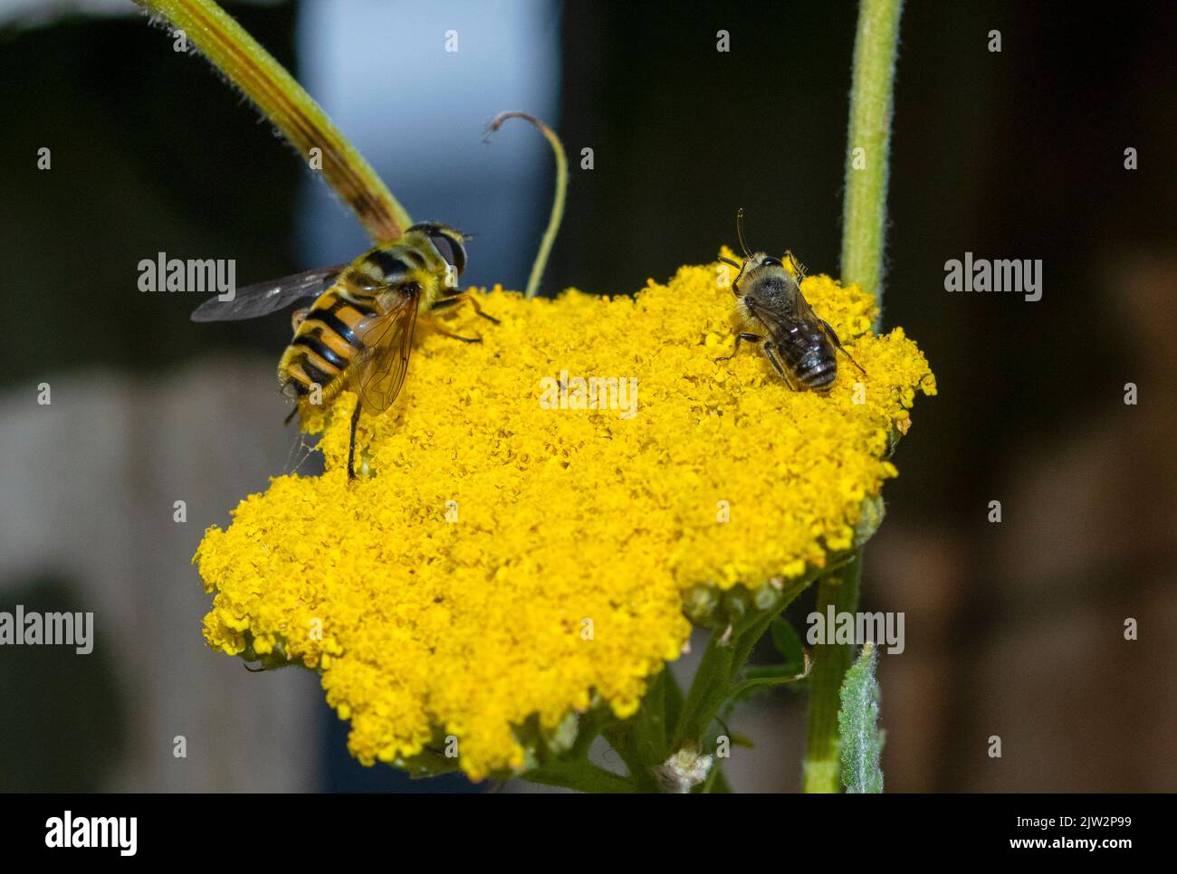 Myathropa florea Hoverfly und Colletes Arten Biene auf Achillea Blütenkopf Stockfoto