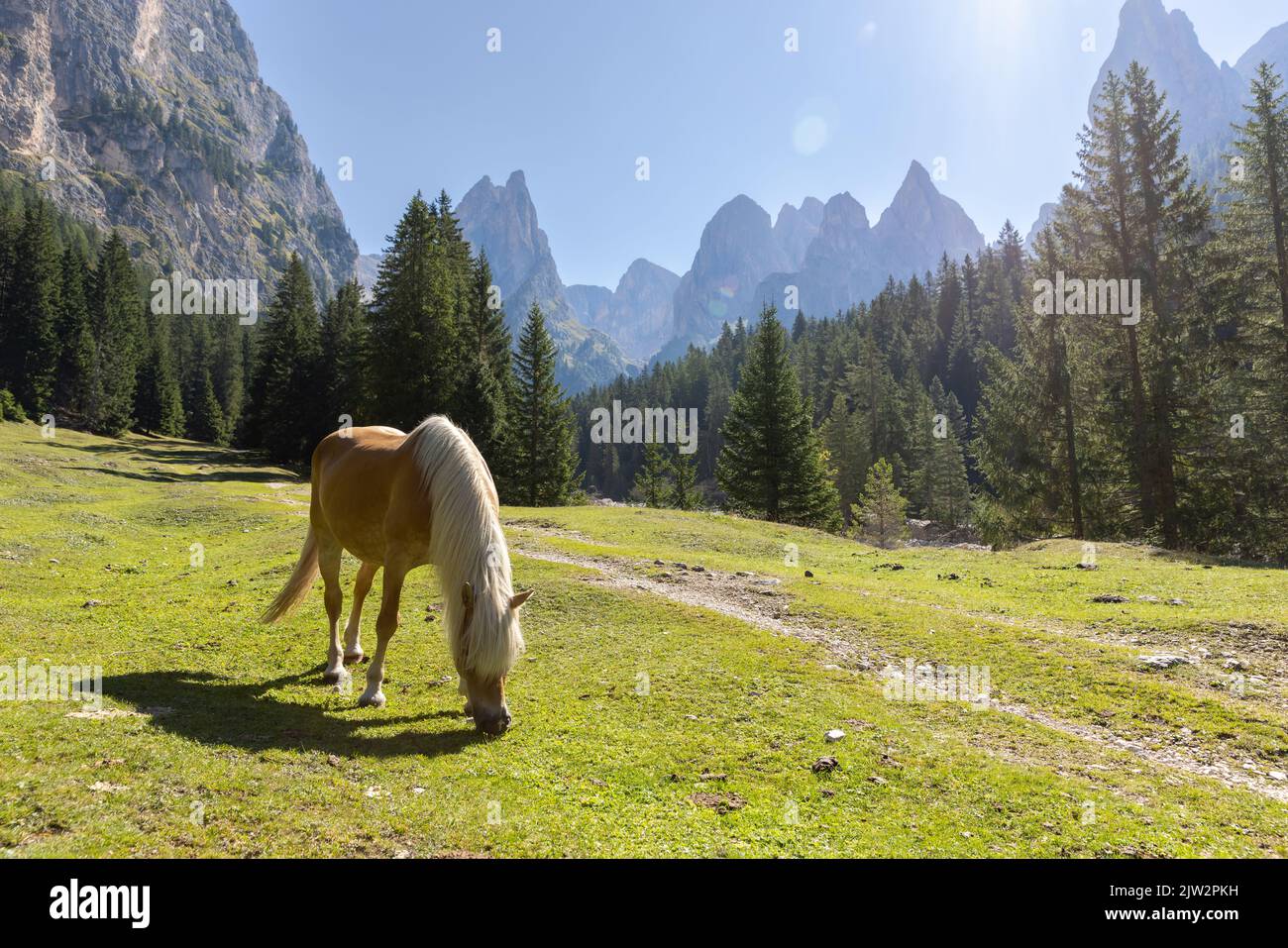 Pferde grasen auf grünem Grasland in der Nähe von Val Ciamin - Mont Petz Stockfoto