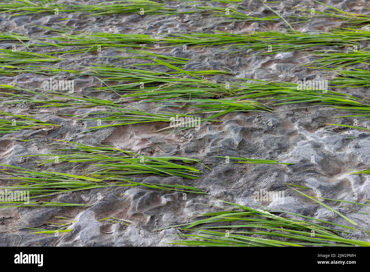 Monsunregen und Torrent überschwemmen die Reiskultur Stockfoto