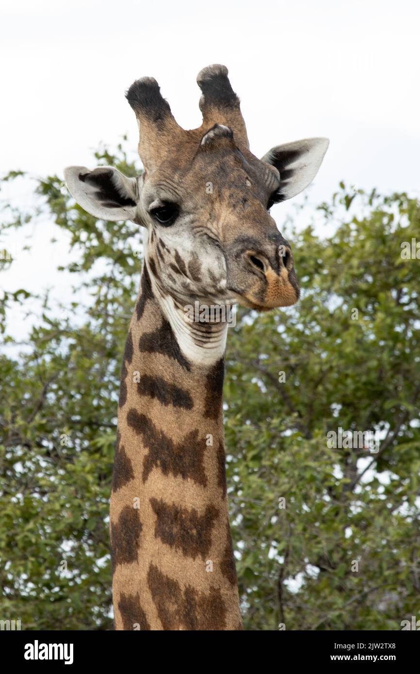 Die dicken „Hörner“ und knöchernen Vorsprüngen auf der Stirn dieser Masai Giraffe zeigen, dass sie ein reifes Männchen ist. Stockfoto