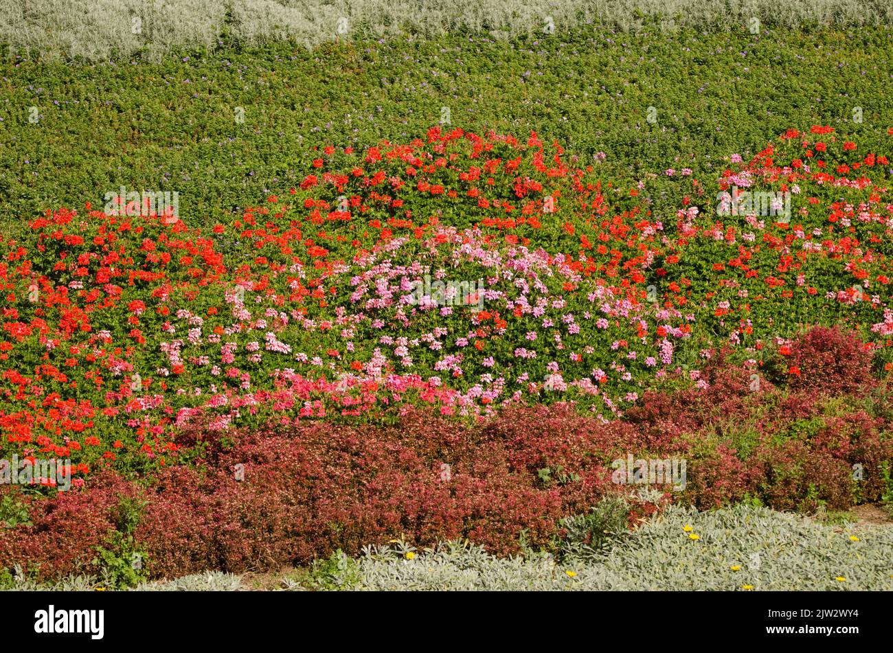 Garten mit Efeu-blättrigen Pelargonium Pelargonium peltatum in Blüte. Las Palmas de Gran Canaria. Gran Canaria. Kanarische Inseln. Spanien. Stockfoto