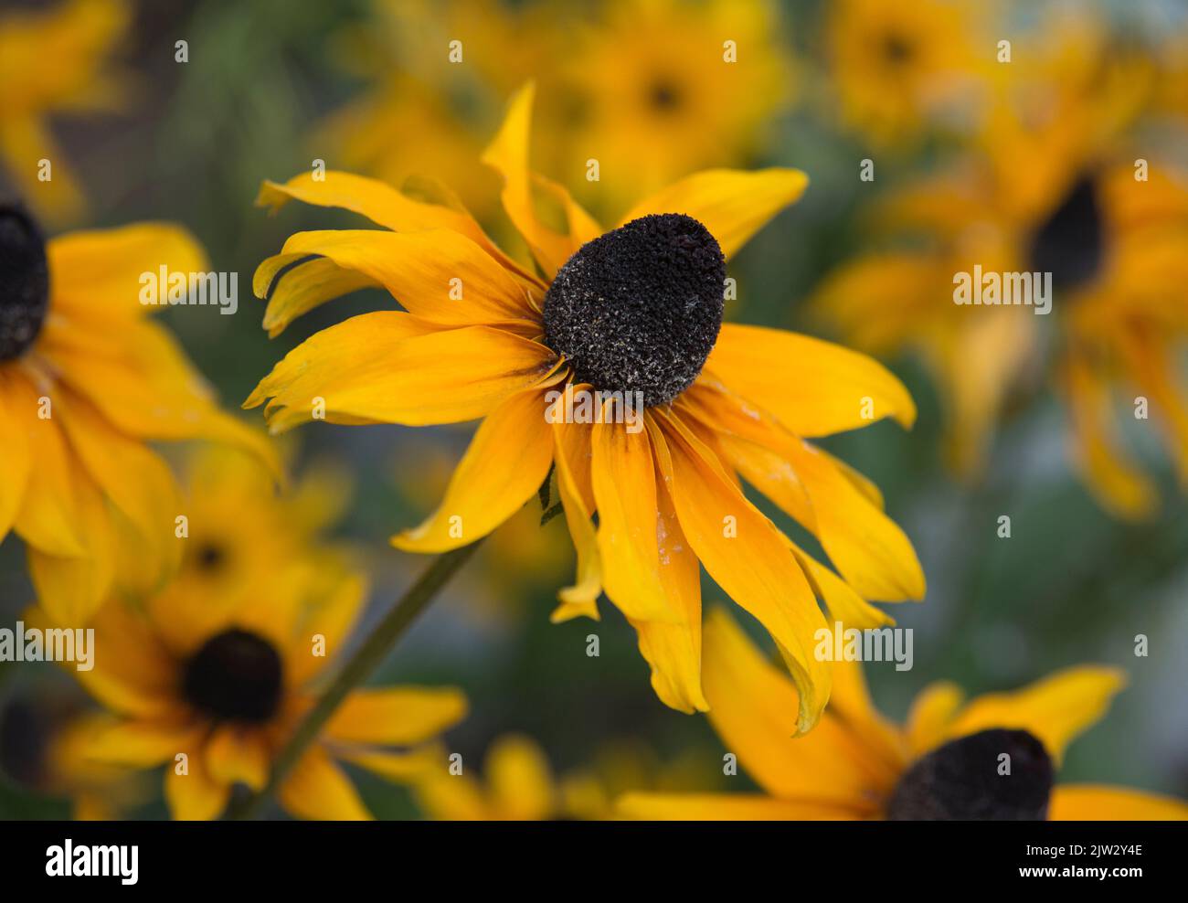 Rudbeckia blüht in voller Blüte in einem englischen Garten Stockfoto