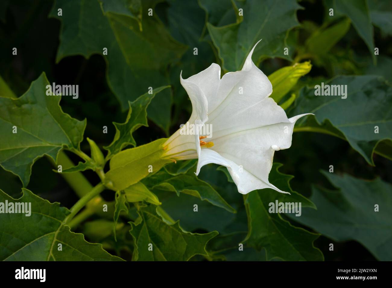 Weiße Blume einer giftigen, vespertine-blühenden Thornapfelpflanze aus nächster Nähe Stockfoto