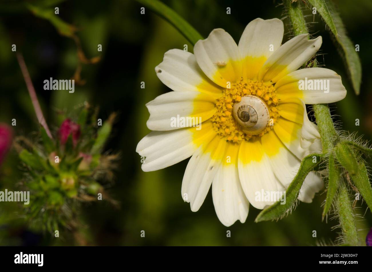 Weiße Gartenschnecke Theba pisana auf einer Blume von Girlande Chrysantheme Glebionis coronaria. San Lorenzo. Gran Canaria. Kanarische Inseln. Spanien. Stockfoto