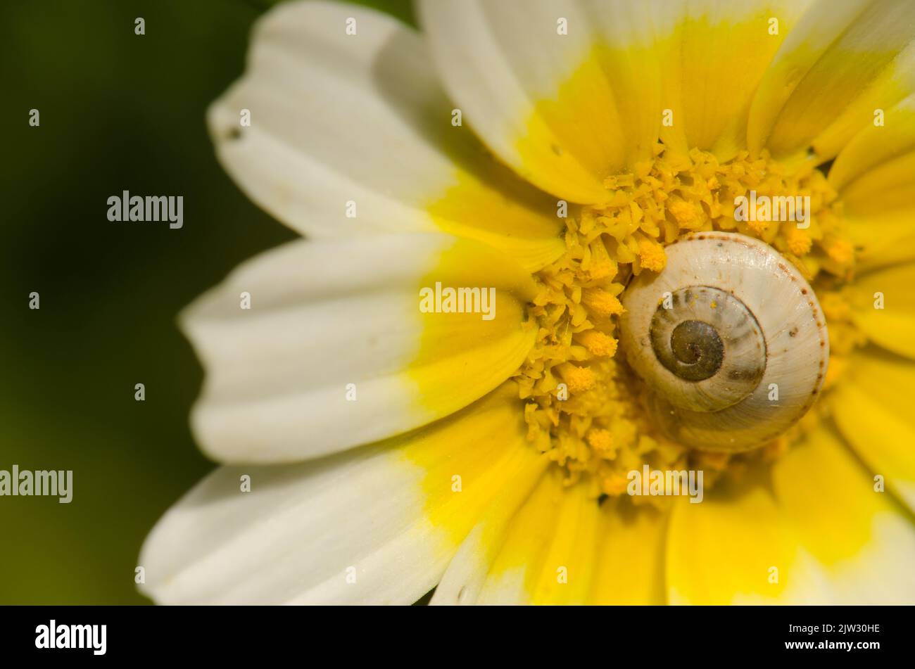 Weiße Gartenschnecke Theba pisana auf einer Blume von Girlande Chrysantheme Glebionis coronaria. San Lorenzo. Gran Canaria. Kanarische Inseln. Spanien. Stockfoto